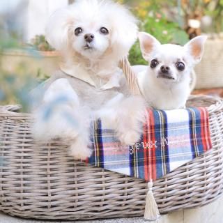 ギャザーフレンチブラウス(OW.NA) - 「ブルーブルーブルー blue bleu