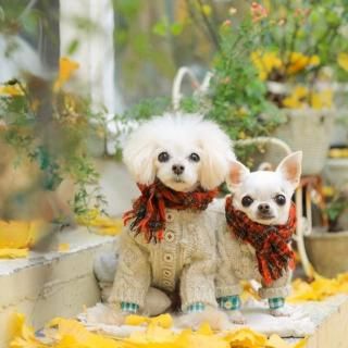 �����˥åȥ�����<img class='new_mark_img2' src='https://img.shop-pro.jp/img/new/icons6.gif' style='border:none;display:inline;margin:0px;padding:0px;width:auto;' />