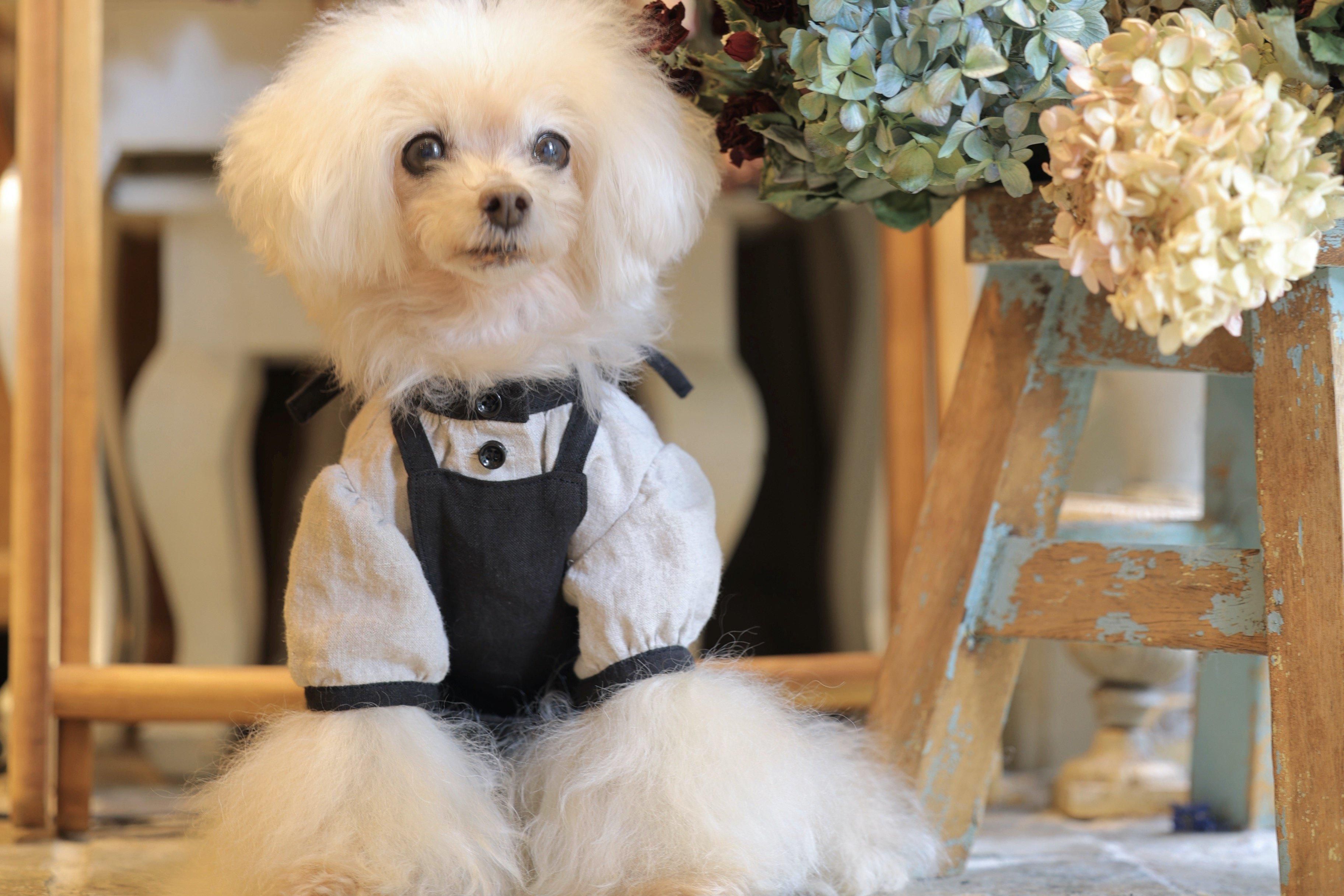 全商品オープニング価格！ ブルーブルーブルー blue 駒沢にある雑貨・犬 bleue」東京 bleu 犬服・アクセサリー