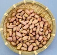 乾燥生落花生 剥き身 500g(ナカテユタカ種) - 落花生の通販サイト 乾燥生落花生 剥き身 500g(ナカテユタカ種) - 落花生の通販サイト