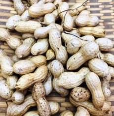 乾燥 生落花生 さや付 500ｇ（Qなっつ種） - 落花生の通販サイトなら