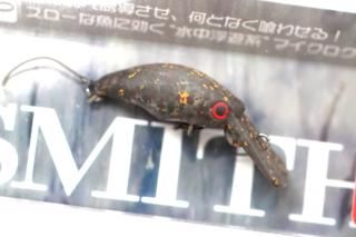 だんごうお 日本海にすむ小さな魚＜サクラダンゴウオ＞ 天使のリングをもつ