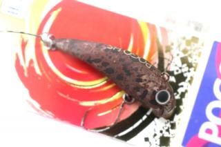 ५ POGO38 WG #֥饦
