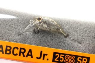 DAIWA ֥Jr.25SS SR#ѥ꡼RG