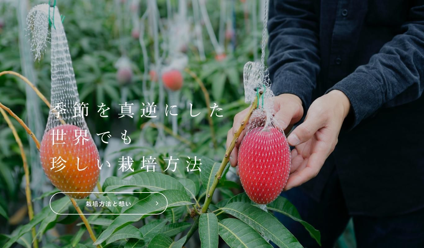 耐寒性ヤマシタマンゴー 特大 豊産性 品種早わかり | 国立研究