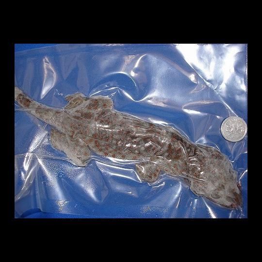 食用ヤモリ タイ産 1匹 Mサイズ 約50 100g 冷凍パック ぶっちゃー オンラインストア