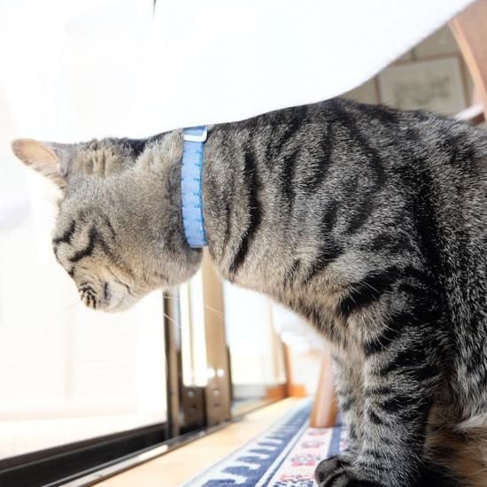猫の首輪｜あおぞら - 猫用品の通販サイト ネコクラマーケット
