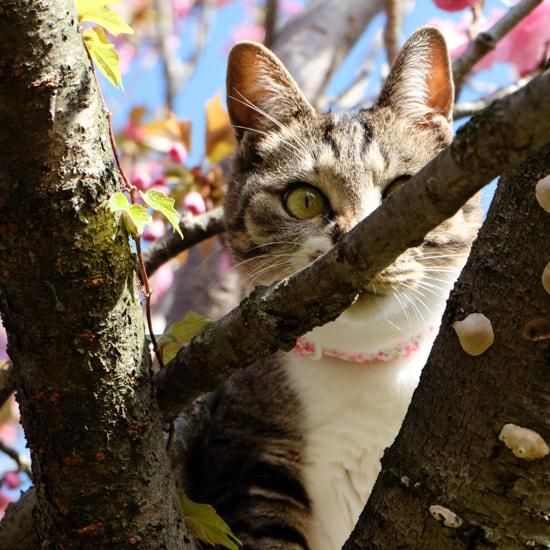 黒猫ピンクサファイア18金の首輪、飾り 楽天市場】【猫の首輪】MODERNO キャットカラー／シチリア【猫