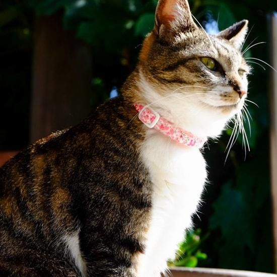 黒猫ピンクサファイア18金の首輪、飾り 楽天市場】【猫の首輪】MODERNO キャットカラー／パルマ【猫