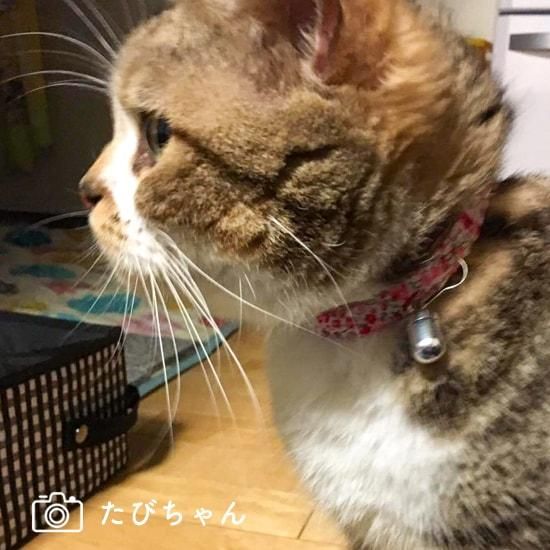 猫の首輪｜ピンクフラワー - 猫用品の通販サイト ネコクラマーケット