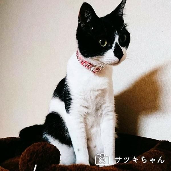 黒猫ピンクサファイア18金の首輪、飾り 楽天市場】【猫の首輪】MODERNO キャットカラー／パルマ【猫