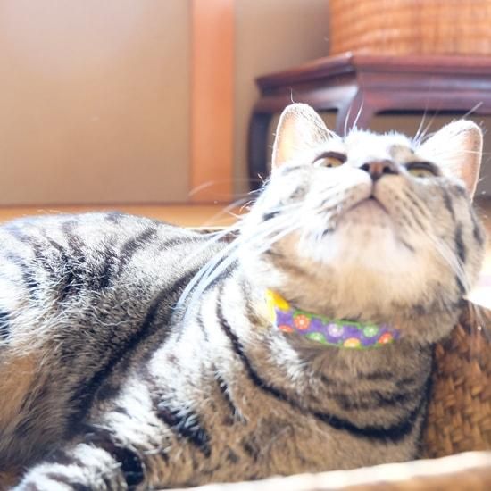aya＊ 様 猫の首輪 猫ようらく～仏像の首飾りデザインの猫首輪～【室生寺十一面観音