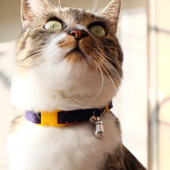 猫の首輪 小さな鈴とidカプセル 猫用品の通販サイト ネコクラマーケット Nekokura Market 猫の首輪 小さな鈴とidカプセル 猫用品の通販サイト ネコクラマーケット Nekokura Market