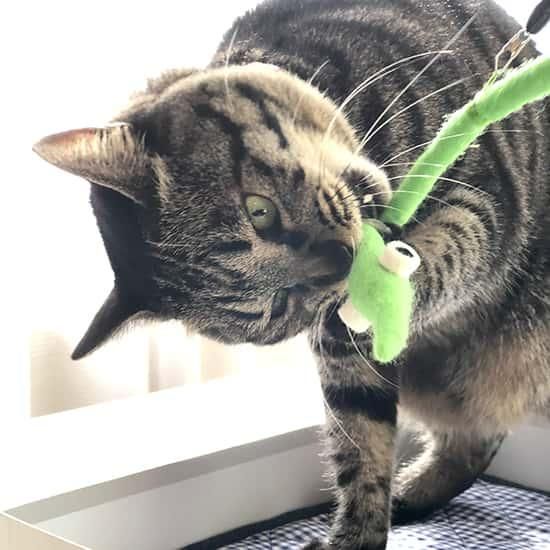 猫用品の通販サイト ネコクラマーケット(NEKOKURA MARKET) 猫用品の通販サイト ネコクラマーケット(NEKOKURA MARKET)