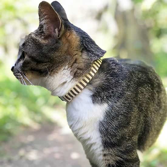 猫の首輪｜チャコールグレーストライプ
