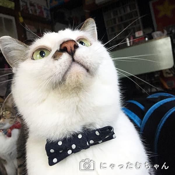 訳あり商品 猫首輪 コーデュロイリボンドット ライトグリーン 猫用品