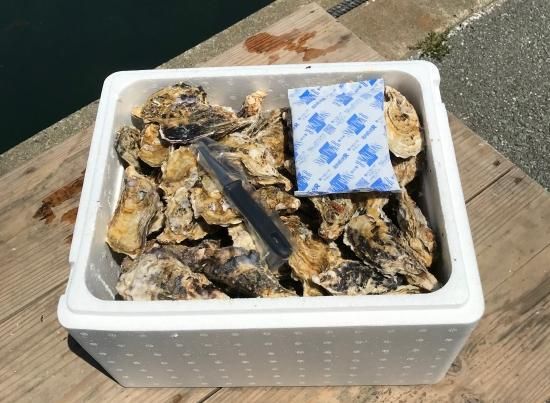 加熱用 不揃い殻付き牡蠣規格外(約100個入) *小さいですが蒸し牡蠣・BBQにどうぞ。他の商品もご注文の際は別途送料を頂いておりますのでご了承くださいませ。*