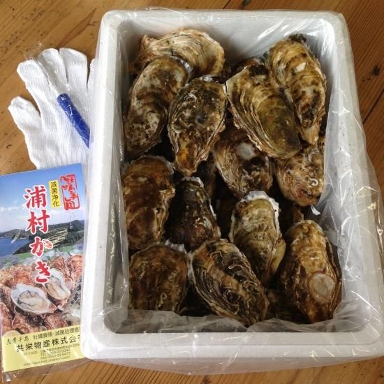 生食用 中粒殻付き牡蠣 (50個入) *他の商品と合わせてご注文の際、別途送料を頂く商品がございます。ご了承ください。*