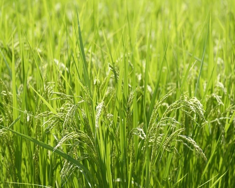 自然栽培の濃縮甘酒 自然栽培の濃縮甘酒