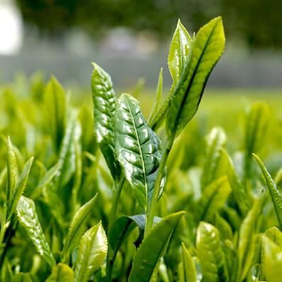 2024年新茶 阿波晩茶（上勝晩茶）神田茶 - 400g