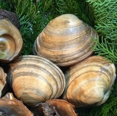 天然 活き大アサリ 徳島近海産 1ｋｇ うまえもん屋 まるふく With 介護用品と保存食 非常食のお店