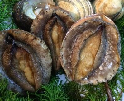 天然 活きあわび 徳島 近海産 1kg うまえもん屋 まるふく With 介護用品と保存食 非常食のお店 天然 活きあわび 徳島 近海産 1kg うまえもん屋 まるふく With 介護用品と保存食 非常食のお店