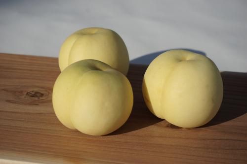 <img class='new_mark_img1' src='https://img.shop-pro.jp/img/new/icons14.gif' style='border:none;display:inline;margin:0px;padding:0px;width:auto;' />ʣ̡