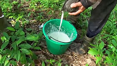 ゴムの木の樹液採集、タイのゴムの木林