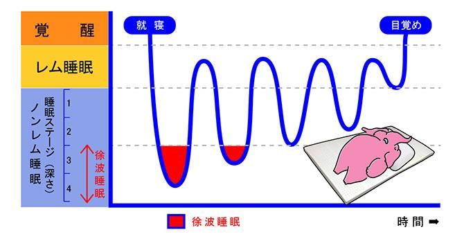 レム睡眠とノンレム睡眠
