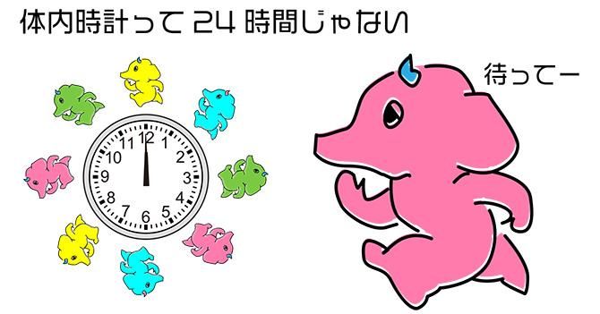 体内時計って24時間じゃない?COMAX JAPANラテシアの眠り方改革。