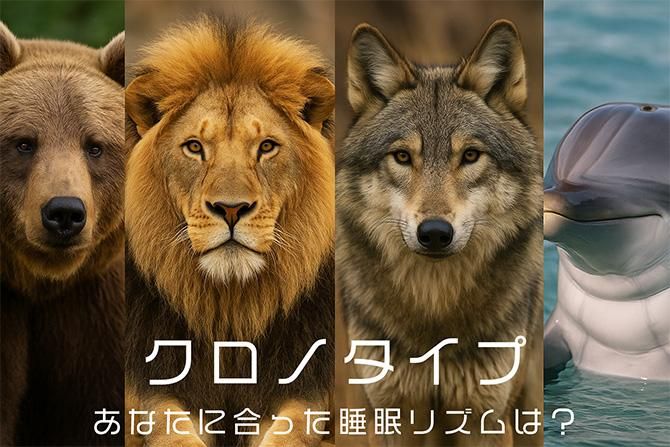 ΥפȤϡʤ˹ä̲ꥺߤĤޤ󤫡COMAX JAPANƥ̲ס