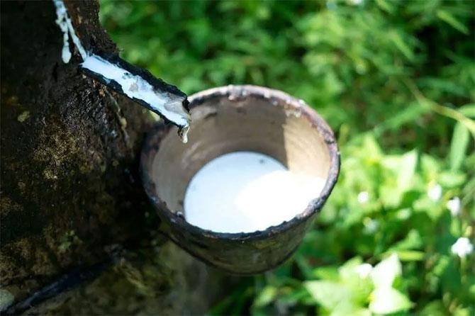 ゴムの木の樹液で作る枕です。