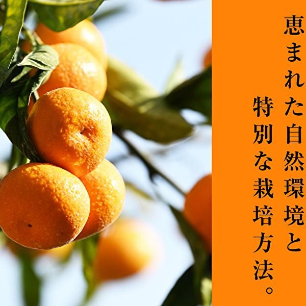 頂みかんプレミアム | 最高品質のみかん | 糖度が高く