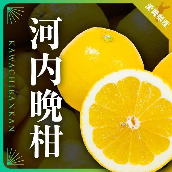 頂 せとか12玉入 約3kg前後 - 愛媛みかん通販 頂 せとか12玉入 約3kg前後 - 愛媛みかん通販