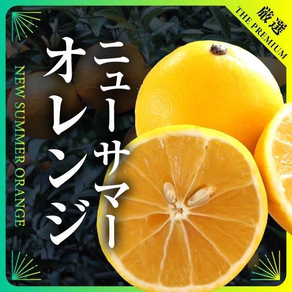 頂 せとか12玉入 約3kg前後 - 愛媛みかん通販 頂 せとか12玉入 約3kg前後 - 愛媛みかん通販