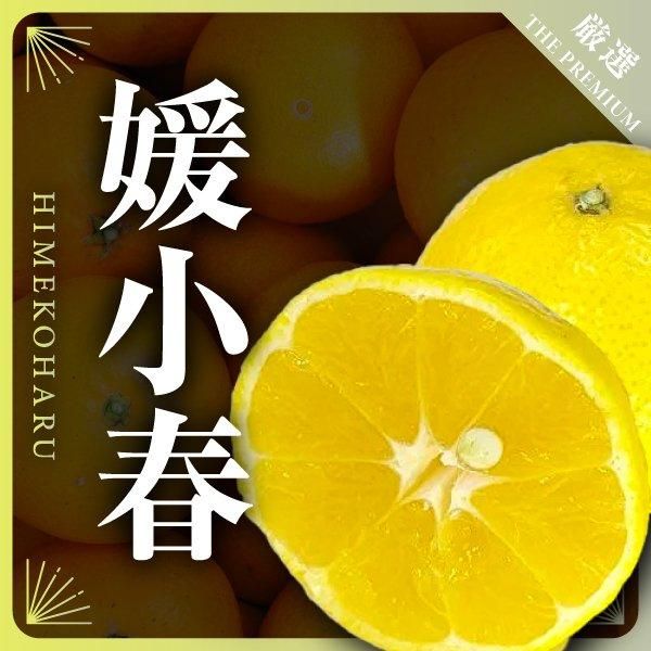 媛小春 | 愛媛県産柑橘 - 愛媛みかん通販