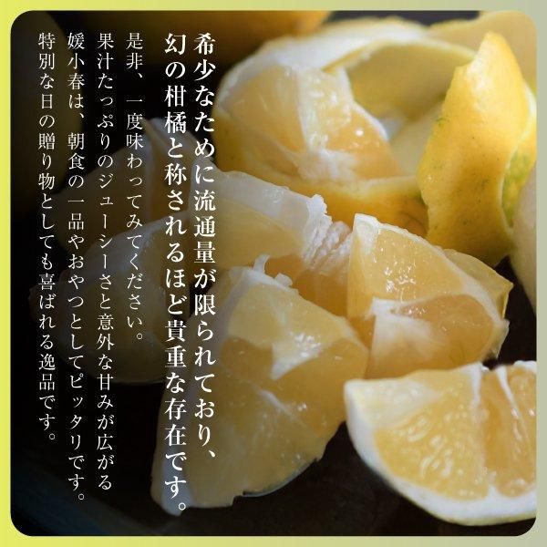 媛小春 | 愛媛県産柑橘 - 愛媛みかん通販 媛小春 | 愛媛県産柑橘 - 愛媛みかん通販