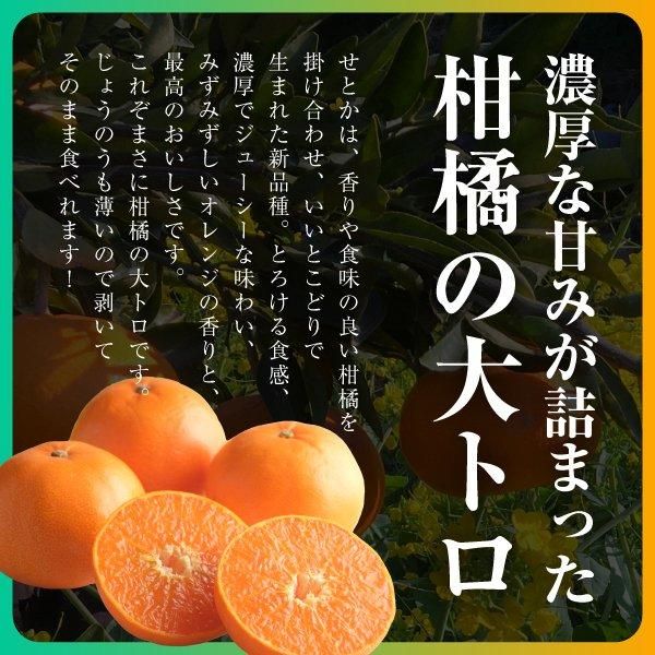 せとか | 柑橘の大トロ - 愛媛みかん通販