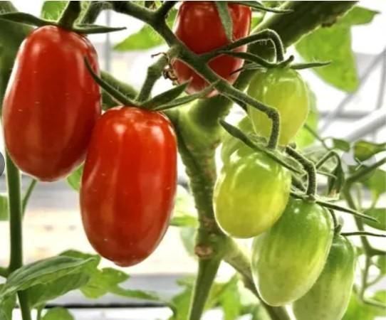 プレミアムトマトジュース|SAKURA - ナチュベリーズ 安曇野自然農園