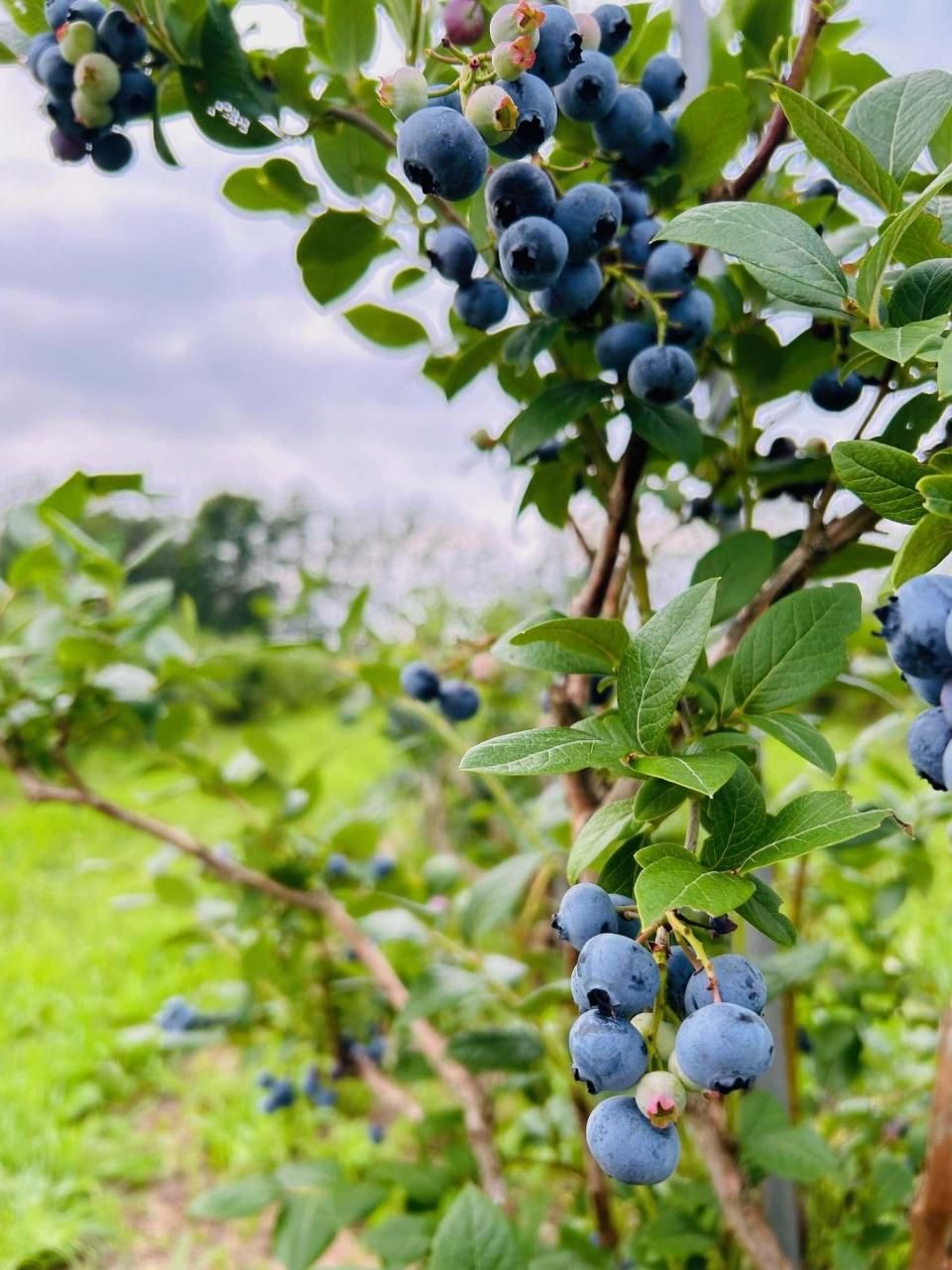 ブルーベリー 182013394_o1.jpg?