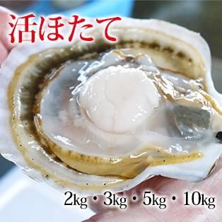 青森県野辺地産むつ湾活ホタテ 青森県野辺地産むつ湾活ホタテ