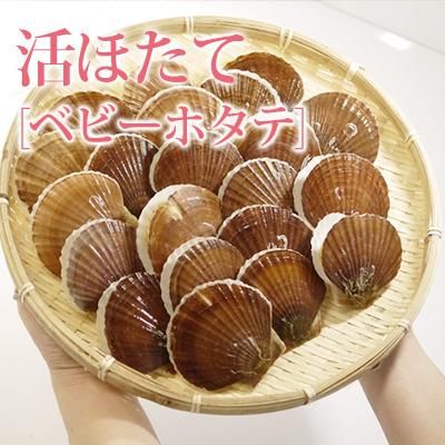 青森県野辺地産むつ湾活ホタテ 青森県野辺地産むつ湾活ホタテ