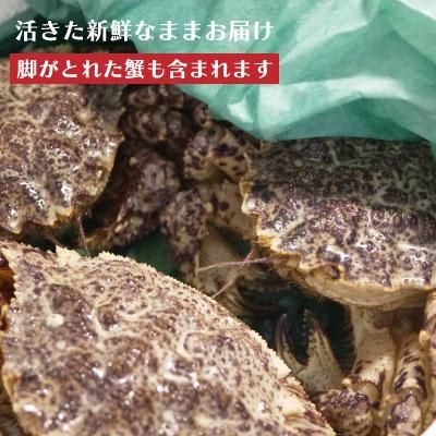 青森 トゲクリガニ オス 青森 トゲクリガニ オス