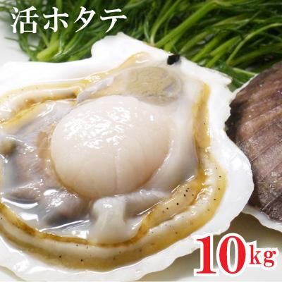 青森県むつ湾野辺地産 活ホタテ 大サイズ