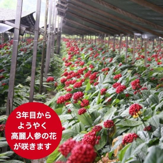 無農薬 極上ドライなつめSOFT JUJUBE 120g (農薬・化学肥料不 無農薬 極上ドライなつめSOFT JUJUBE 120g (農薬・化学肥料不