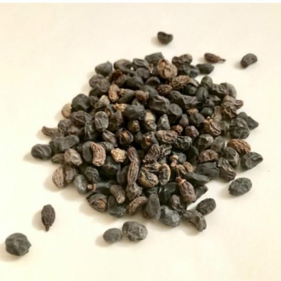 トウネズミモチ(女貞子)の実　フレッシュ5kg トウネズミモチ(女貞子)の実 フレッシュ5kg