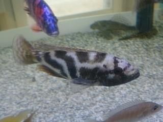 洋書マラウイシクリッド　自然生態 マラウイ シクリッド ガイド 自然図鑑 2 洋書 Malawi Cichlids