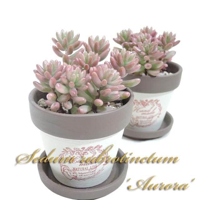セダム オーロラ - 多肉植物のお店 彩香 公式サイト