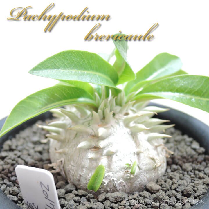 パキポディウム ブレビカウレ（恵比寿笑い） - 多肉植物のお店 彩香