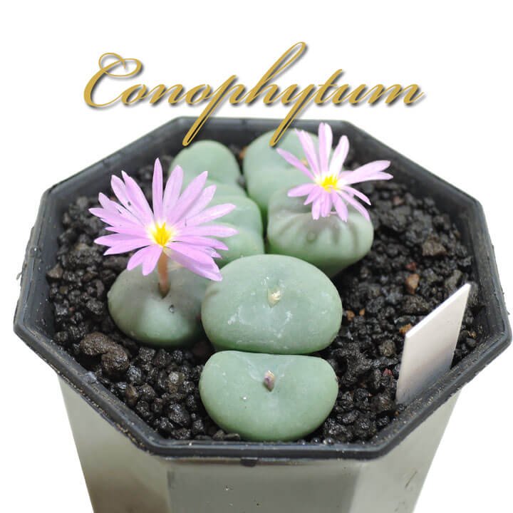コノフィツム ルゴサ - 多肉植物のお店 彩香 公式サイト